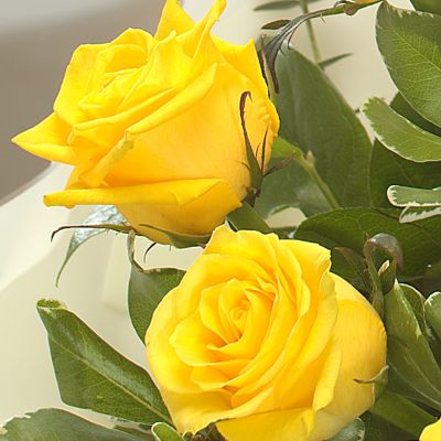 Yellow Roses